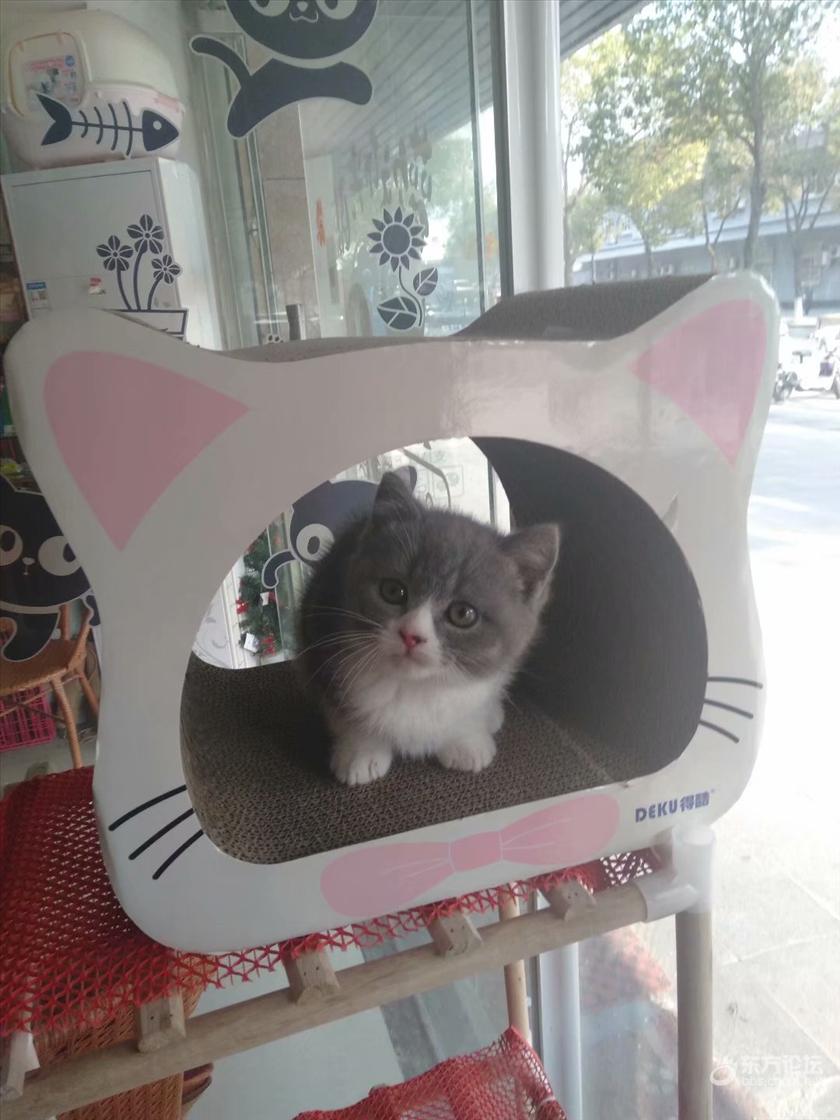 回收微信满月白(回收微信价格表)